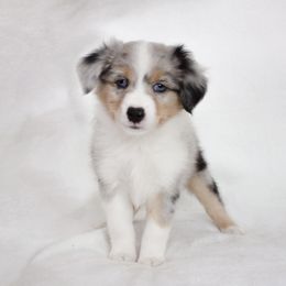 Miniature Australian Shepherd Puppies from The Kelley Crew