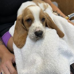 Basset Hound Puppies from Breeze Basset Hounds