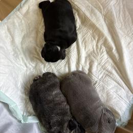 French Bulldog Puppies from Fair Towne Frenchies