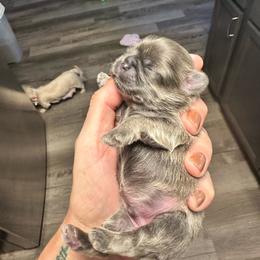 Yoda - Blue male Shih Tzu puppy in Kettering, Ohio from LaDawn’s Little Lions