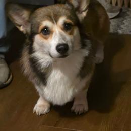 Leo - Sable male Pembroke Welsh Corgi puppy in Charleston, Arkansas from Hilltop Corgis