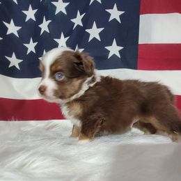 Boxer and Toy Australian Shepherd Puppies from LJK Boxers & Toy Aussies