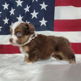 Boxer and Toy Australian Shepherd Puppies from LJK Boxers & Toy Aussies