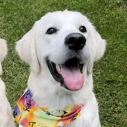 Golden Retrievers from Steele Goldens