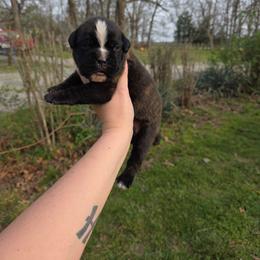 Cain - Brindle male Boxer puppy in Billings, Missouri from Azaleas Euro Boxers & Boston Terriers