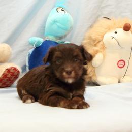 AKC Female 4 - Chocolate female Havanese puppy in South Carolina from Premier Havanese Dogs