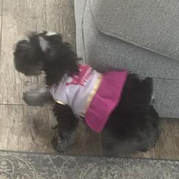 Miniature Schnauzers from Bandwagon Miniature Schnauzers