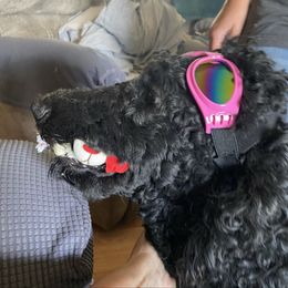 Maggie - Poodle
