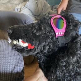Maggie - Poodle