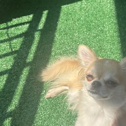 Chihuahuas and Pomeranians from Hearts Of Love