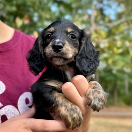 Sophia AKC HEALTH GUARANTEE - Brindle female Dachshund puppy in El Dorado, Arkansas from LovelylilDoxies
