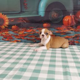 Girl 3 - Red female Boston Terrier puppy in Olanta, South Carolina from Julie's IHeart Boston Terrier's