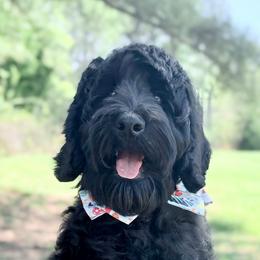 Cole - Black male Australian Labradoodle puppy in Hartshorne, Oklahoma from Jena Edmond