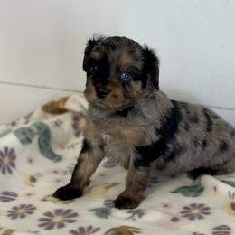 Ivy - Blue merle female Aussiedoodle puppy in Charlestown, Indiana from Forever Aussies and A Doodle
