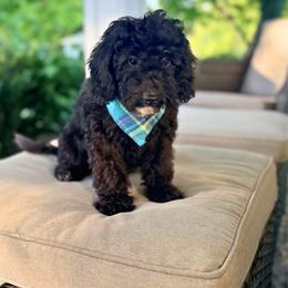 Walter - Black male Cavapoo puppy in Goldsboro, North Carolina from The Grantham House