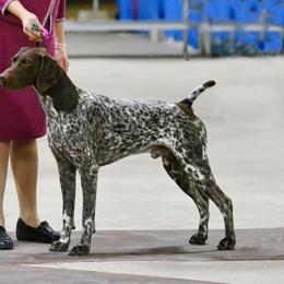 German Shorthaired Pointer All Grown Up from Windward German Shorthaired Pointers