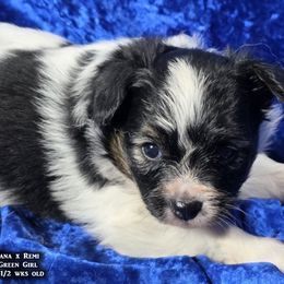 Green Girl - hound tri-color AKC - White black and tan female Papillon puppy in Cadiz, Kentucky from Tiny Treasures Papillons