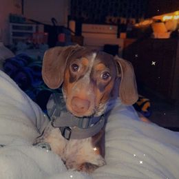 Dachshund Puppies from SouthernMama Doxies