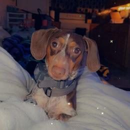 Dachshund Puppies from SouthernMama Doxies