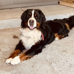 Bernese Mountain Dog Puppies from J & J Meadows