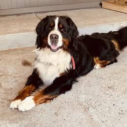 Bernese Mountain Dog Puppies from J & J Meadows