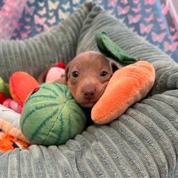 Iron Fist - Fawn (Isabella) male Dachshund puppy in Pittsburg, California from Super Hero Dachshunds