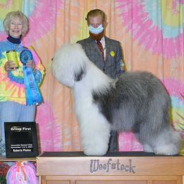Old English Sheepdogs from Whimzy Old English Sheepdogs