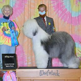 Old English Sheepdogs from Whimzy Old English Sheepdogs