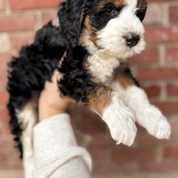 Denali - Tri-color female Bernedoodle puppy in Ammon, Idaho from Little Stone Bernedoodles