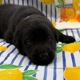 Blue - Black male Labrador Retriever puppy in Heath Springs, South Carolina from Rich Hill Retrievers