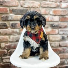 Colby - male Bernedoodle puppy in Sharpsburg, Georgia from Steindoodles