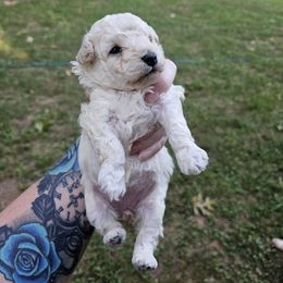 Yellow collar female - Cream female Poodle puppy in Stuart, Virginia from Pine Ridge Kennels
