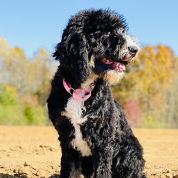 Bernedoodles and Goldendoodles from Follow Your Bliss Doodles