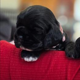 Pearl - Black and white female Cocker Spaniel puppy in Marshfield, Wisconsin from Gingerale Cockers and Cockapoos