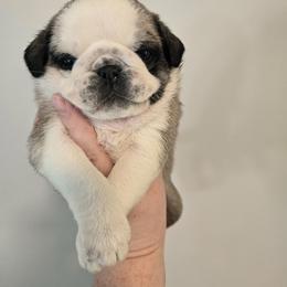 Boy 1 Panda - Brindle male Pug puppy in Auburn, Kentucky from Prentice Family Pugs