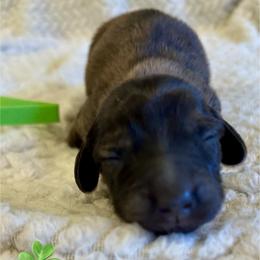 Finnegan - Brindle male Dachshund puppy in Huntington, Arkansas from Rockstar.Weiners