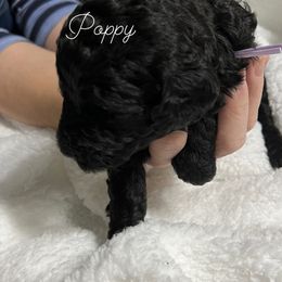 Poodle Puppies from DH Poodles