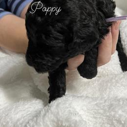 Poodle Puppies from DH Poodles