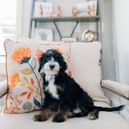 Steve - Tri-color male Bernedoodle puppy in Murray, Utah from Sun Valley Doodles