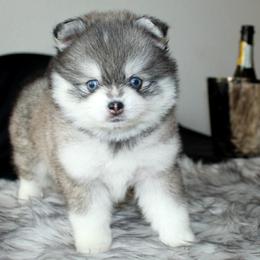 Kisses - Gray and white female Pomsky puppy in Paulden, Arizona from Rose Peek Pomskies