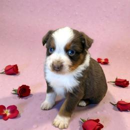 Hazel - Red tri-color female Australian Shepherd puppy in Statesville, North Carolina from Charming Australian Shepherds