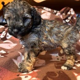 Dandelion - Sable male Schnoodle puppy in Colorado Springs, Colorado from Spice Mountain Puppies