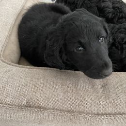 Goldendoodle Puppies from Robinson Doodles