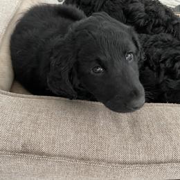Goldendoodle Puppies from Robinson Doodles