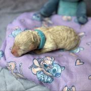 Stitch - Cream male Whoodle puppy in Gladewater, Texas from Kalin’s K9s