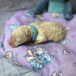 Stitch - Cream male Whoodle puppy in Gladewater, Texas from Kalin’s K9s