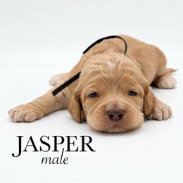 Jasper - Buff male Cockapoo puppy in Claremont, North Carolina from Magnolia Grove Farms