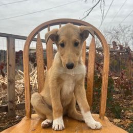 Ham - Sable male Collie puppy in Provo, Utah from Cor Collies