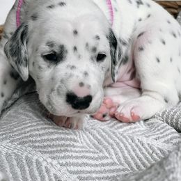 Sunday HUA - White and black Dalmatian puppy in Franklin, Tennessee from Gentry’s Dalmatians