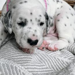 Sunday HUA - White and black Dalmatian puppy in Franklin, Tennessee from Gentry’s Dalmatians